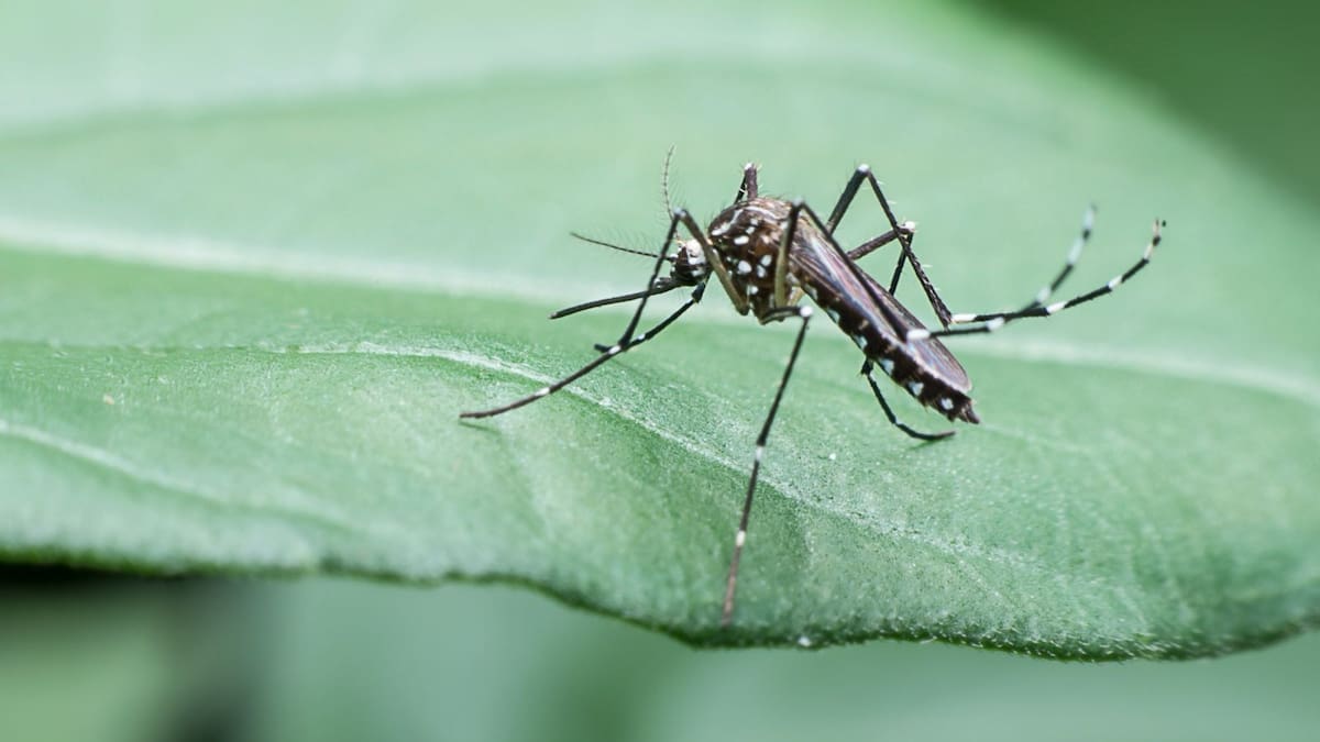 Intensifican vigilancia en Repelón por brote de dengue: abren investigación por muerte de una mujer