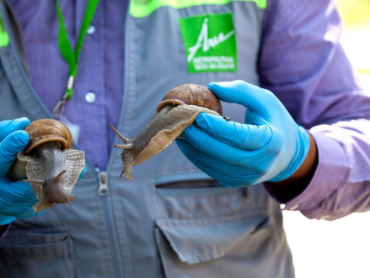 Autoridades ambientales han recolectado 200 kilos de caracol invasor en el Valle de Aburrá
