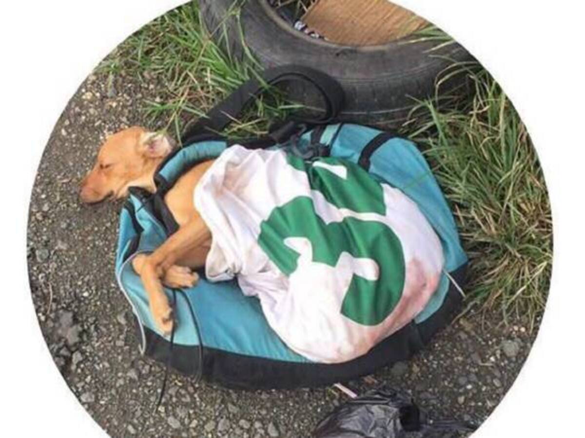 Buscan a depravado que abusó de una perra en el oriente de Cali