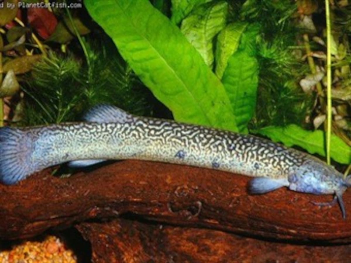 Descubren una nueva especie de pez en santuario ecológico en la Amazonía