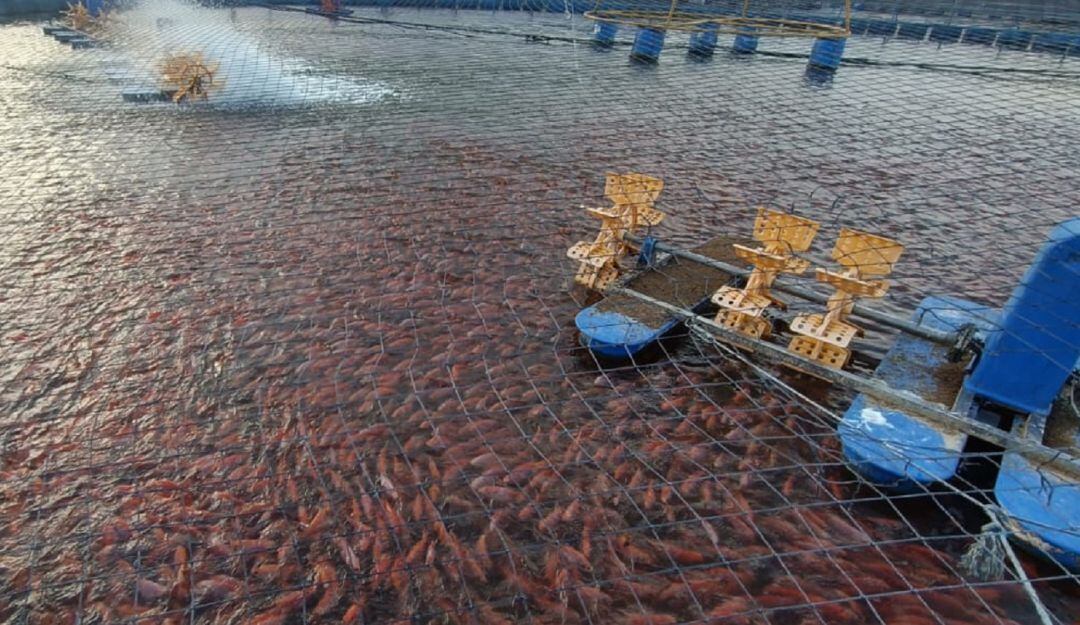 El evento se llevara a cabo del 5 al 7 de mayo, en el Centro de Convenciones José Eustasio Rivera, y el Recinto Ferial La Vorágine.