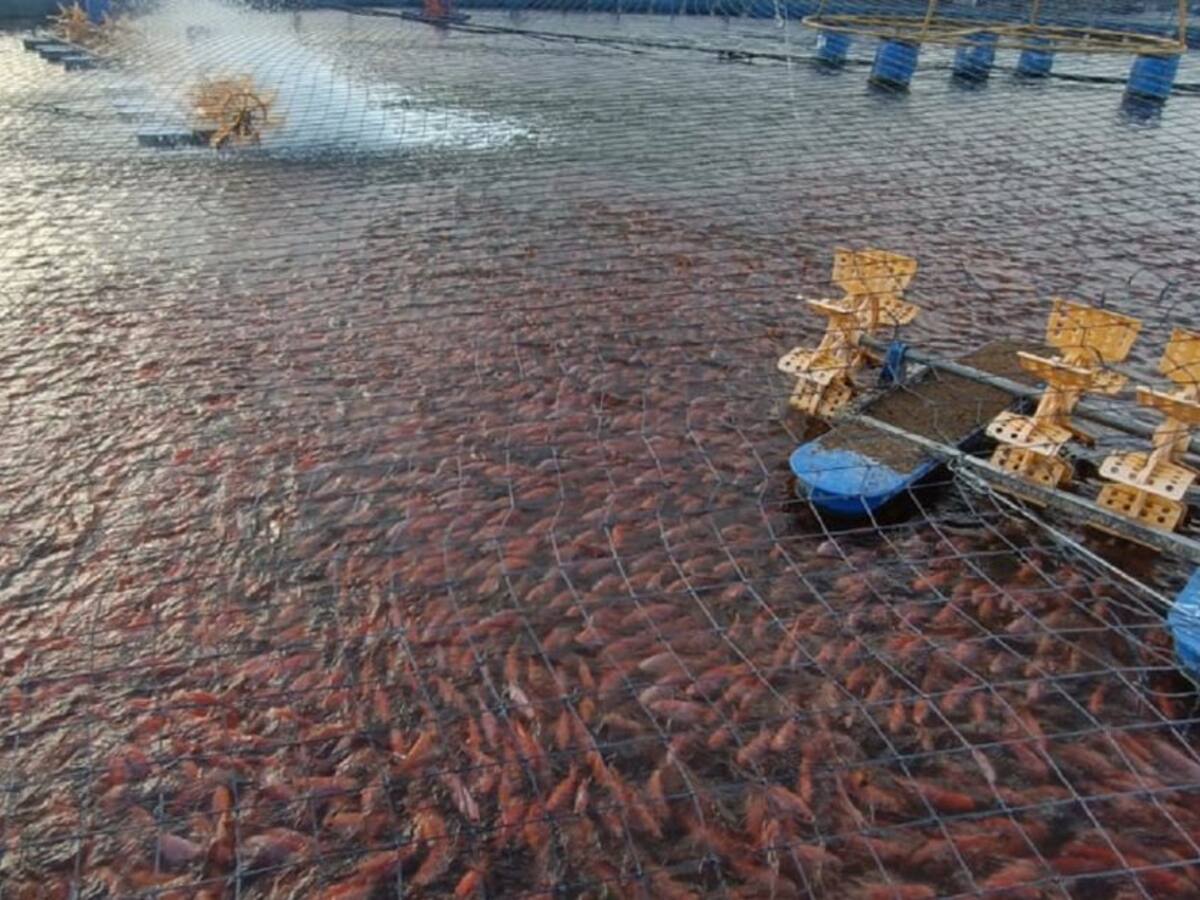 Todo listo para la Feria Acuícola Internacional del Huila