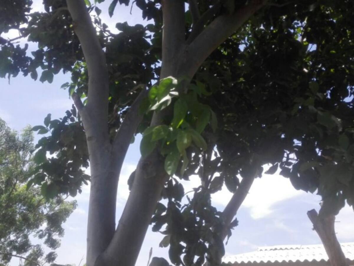 Niño wayúu se suicidó colgándose de un árbol en el patio de la casa
