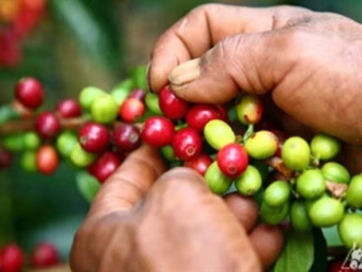 Gobierno amplia beneficios en el subsidio de fertilizantes para cafeteros de Caldas
