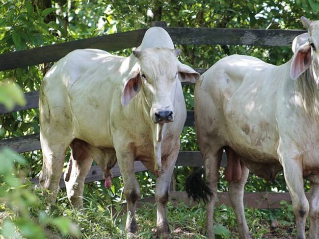 El ICA se pronunció ante el hallazgo de Boldenona en el ganado vacuno