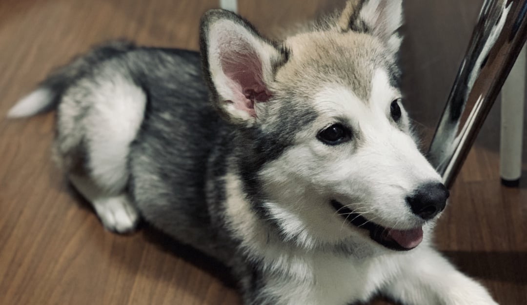 Ginebra - Raza Alaskan Malamute