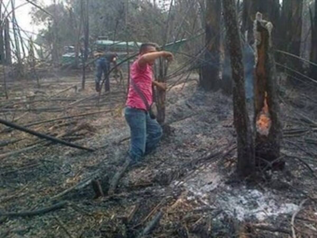 Recuperación del bosque quemado en Chocó tardará 30 años