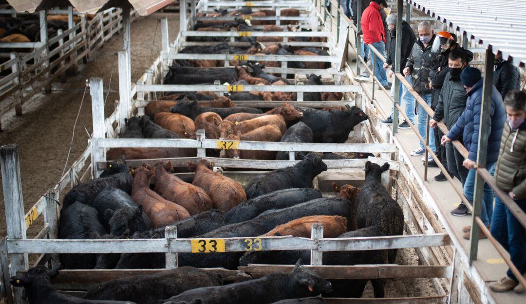 Subasta de ganado. Imagen de referencia.