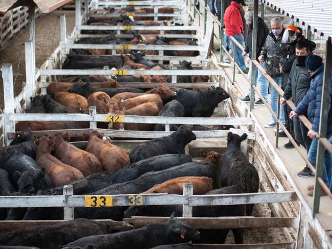 Subasta de ganado. Imagen de referencia.