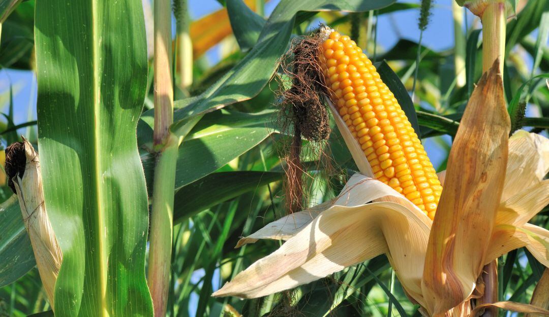 Cultivos de maíz