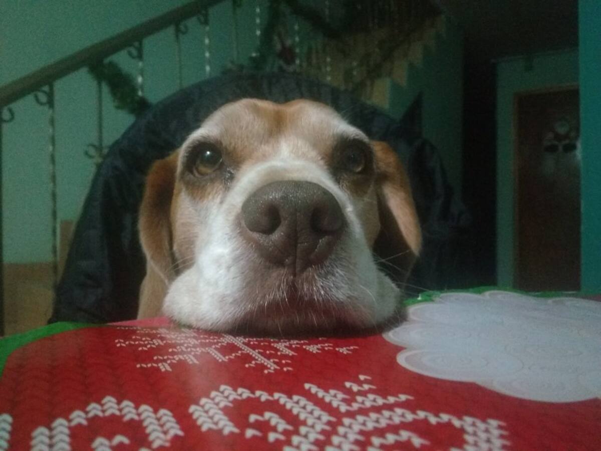 Ros Mery López nos mandó la foto de su perrito de 5 años, Chocolate