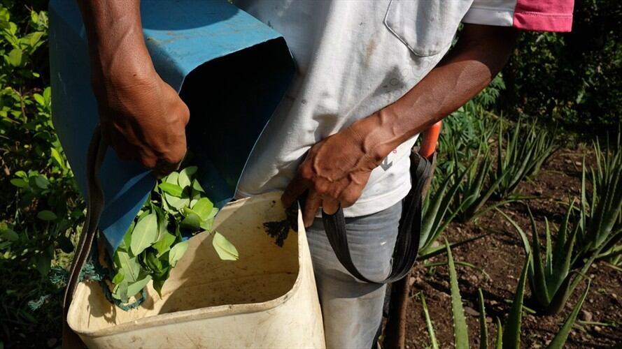 Informe de la ONU revelará que este año existen 2.000 hectáreas menos de coca que en 2018. Foto: Getty Images
