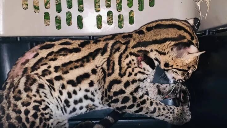 Luis Emilio Atuesta, veterinario de la Corporación Autónoma de Santander, CAS.