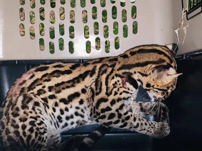 Luis Emilio Atuesta, veterinario de la Corporación Autónoma de Santander, CAS.