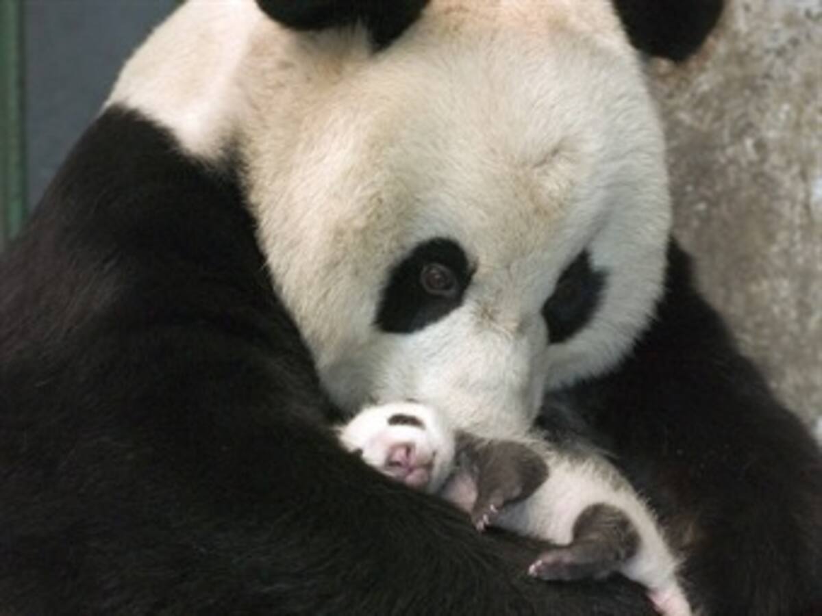 Nació un segundo panda concebido naturalmente en zoológico de Viena