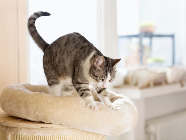 Gato amasando | Getty Images