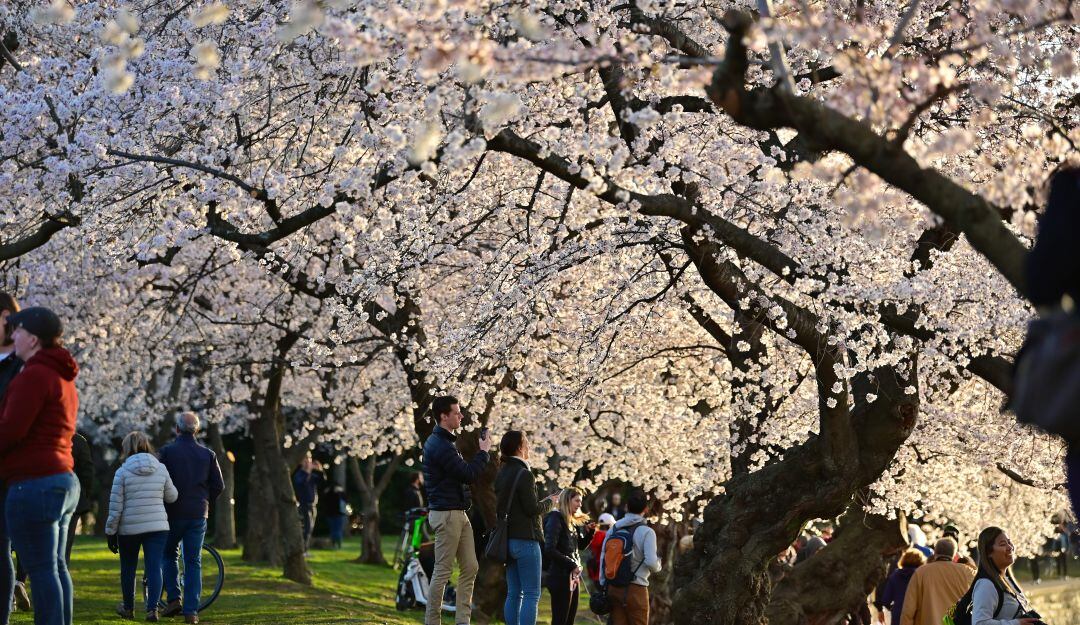 El encanto de los cerezos que marcan el inicio de la primavera en DC