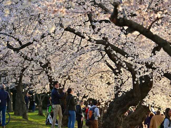 El encanto de los cerezos que marcan el inicio de la primavera en DC