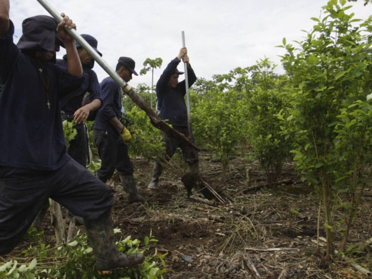 Cincuenta mil campesinos de Nariño podrían beneficiarse de proyecto de excarcelación