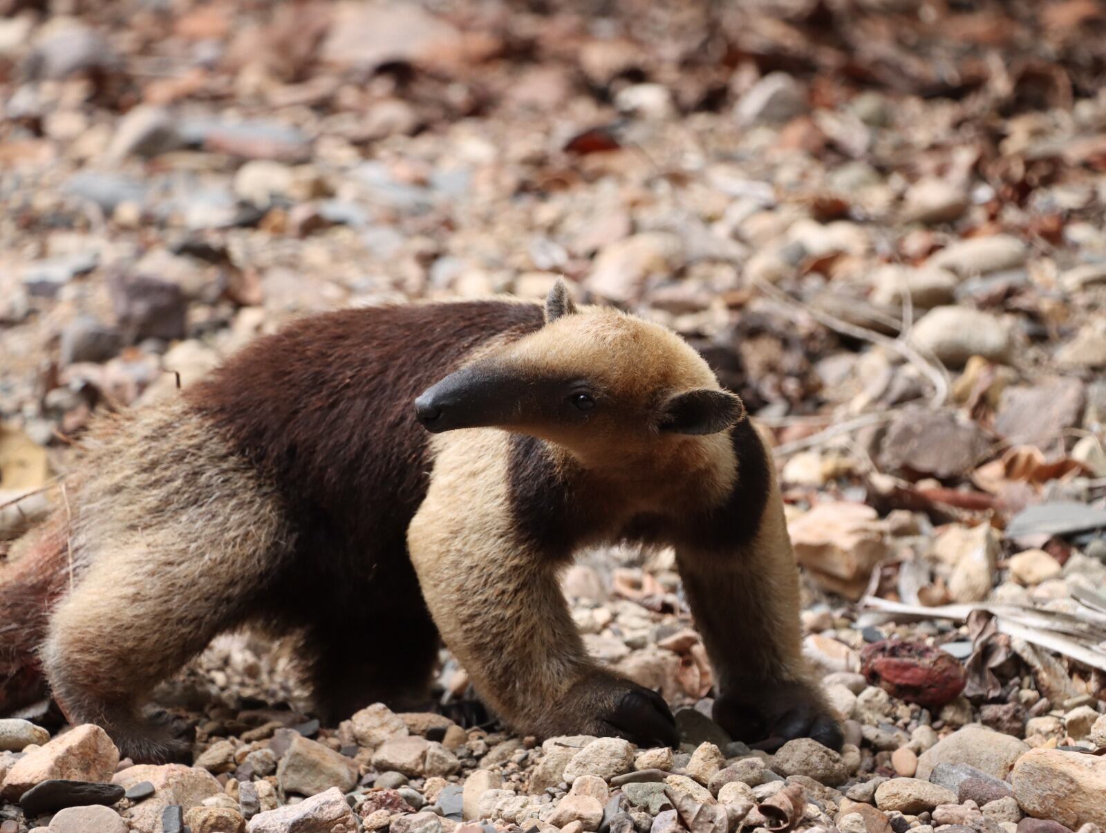 Un tamandúa que logró sobrevivir al ataque de varios perros. Foto CAM Huila.