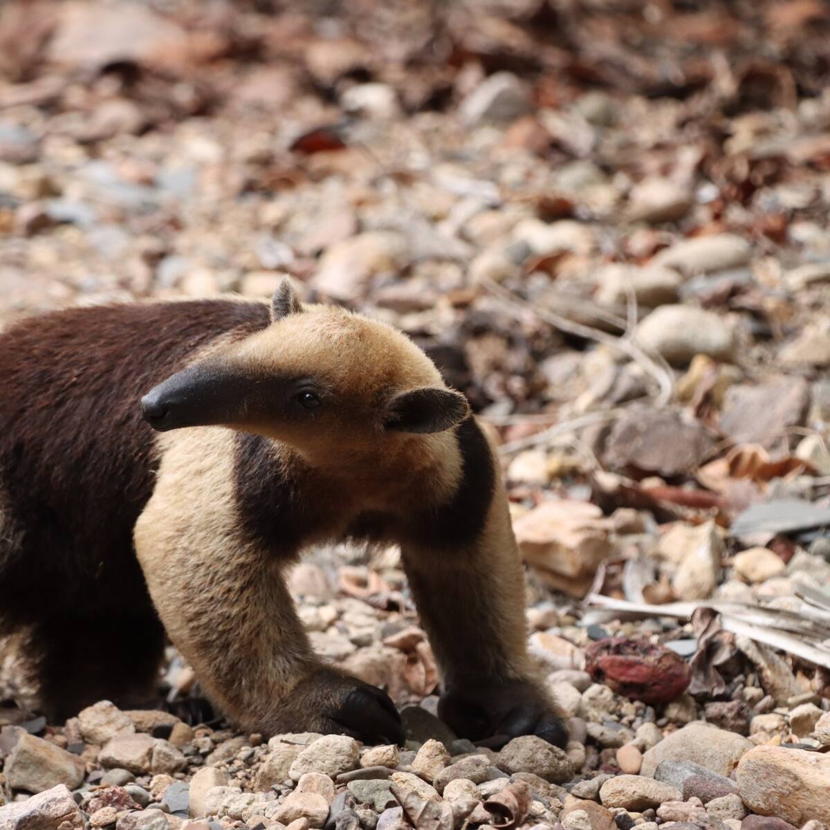Veinte animales silvestres regresaron a la libertad en reservas naturales del Huila