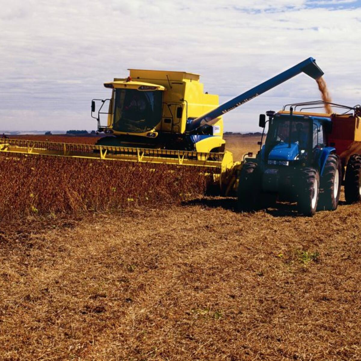 Fenalce: Ayudas del Gobierno no están llegando a los cultivadores