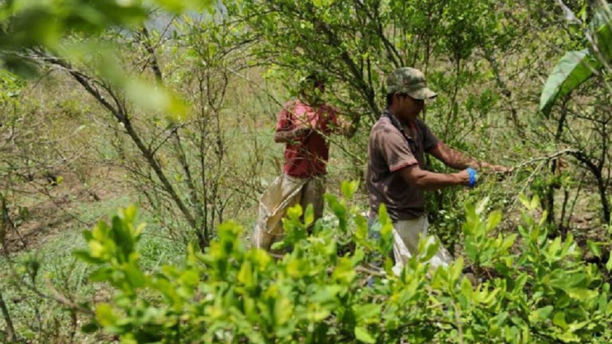 Campesinos de Cúcuta rechazan erradicación de cultivos ilícitos