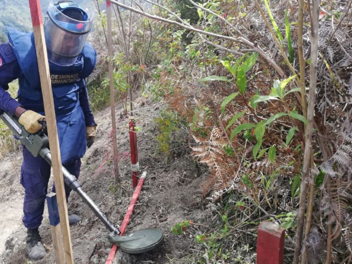 15 municipios del Huila, declarados como libre de minas antipersona