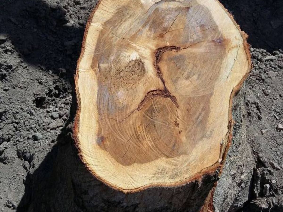 Iglesia pide prudencia ante supuesta aparición del rostro de Jesús en un tronco en Soatá, Boyacá