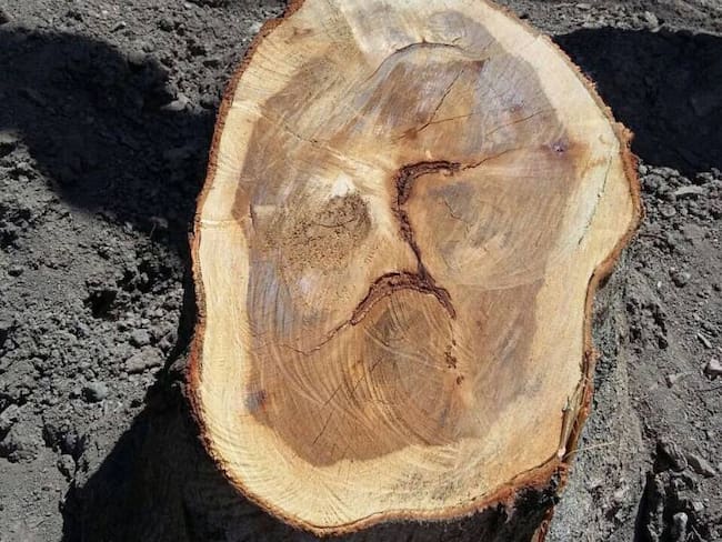 Iglesia pide prudencia ante supuesta aparición del rostro de Jesús en un tronco en Soatá, Boyacá