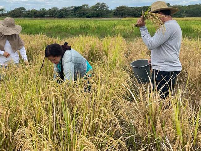 Arroceros | Foto: Fondo Latinoamericano para Arroz de Riego