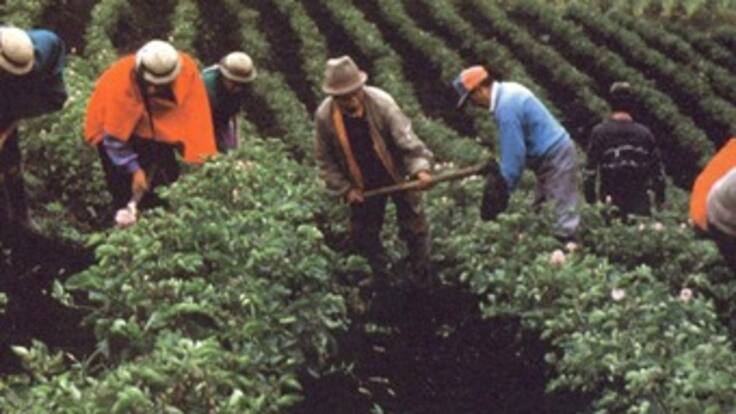 Agricultores descartan escasez de alimentos pero advierten aumento de precios