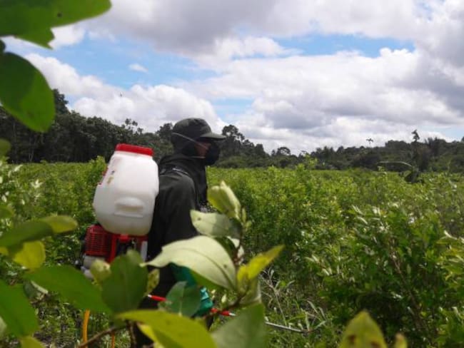 DEA expresa preocupación por aumento en la producción de coca en Colombia