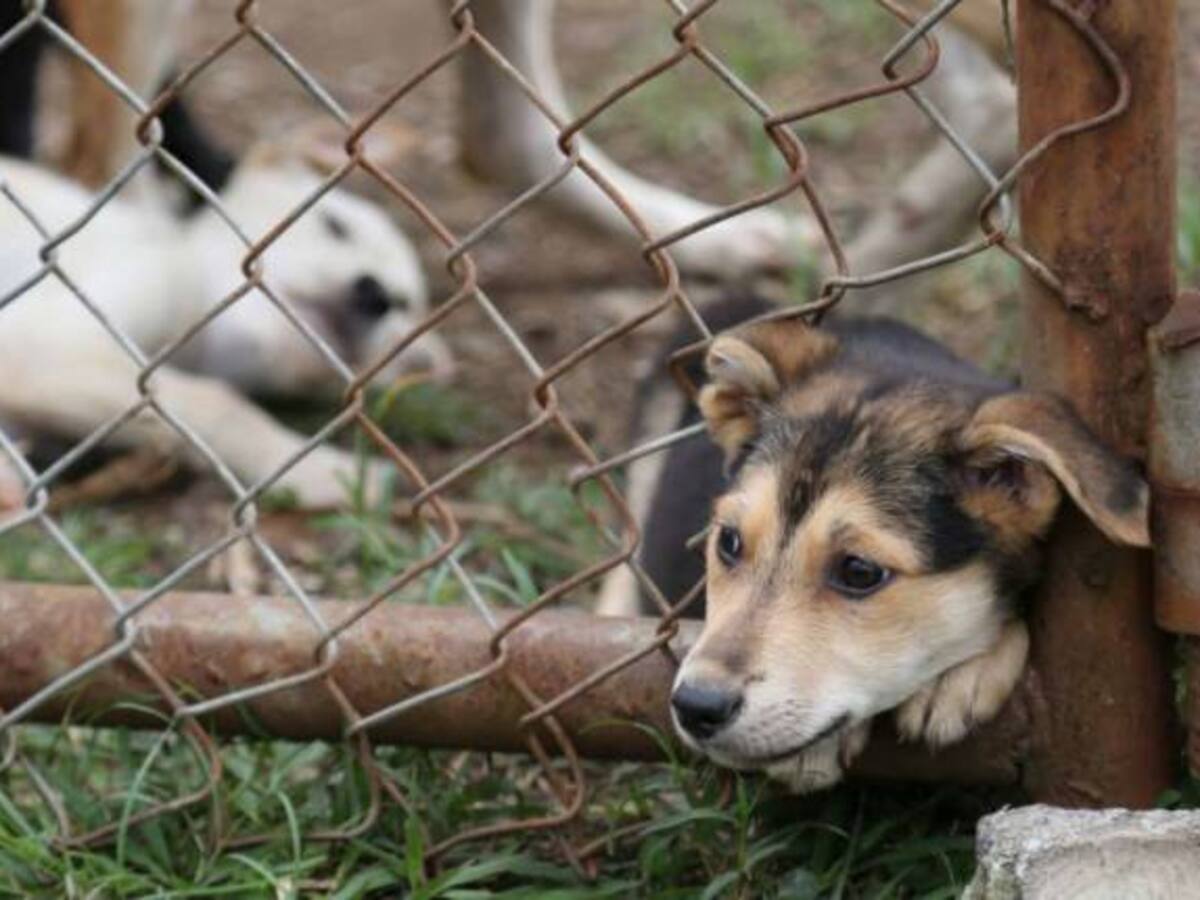 12 personas han sido judicializadas por maltrato animal en el país