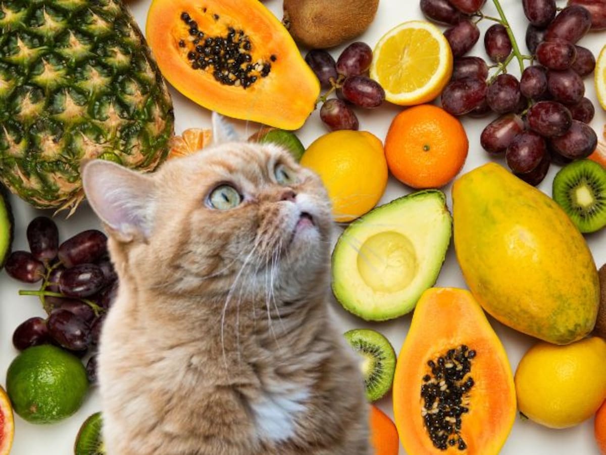 Fruta que asusta a los gatos: detestan su olor “Su sentido del olfato es extremadamente sensible”