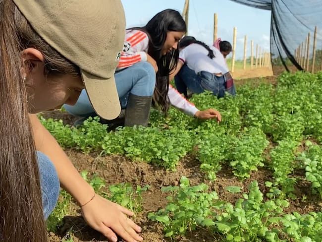Jóvenes de Caquetá tienen emprendimiento para cultivo de hortalizas