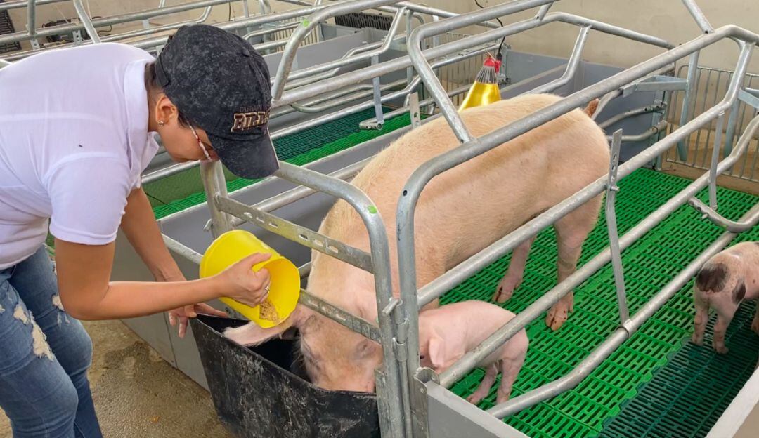 Inseminación de cerdos en El Paujíl, Caquetá
