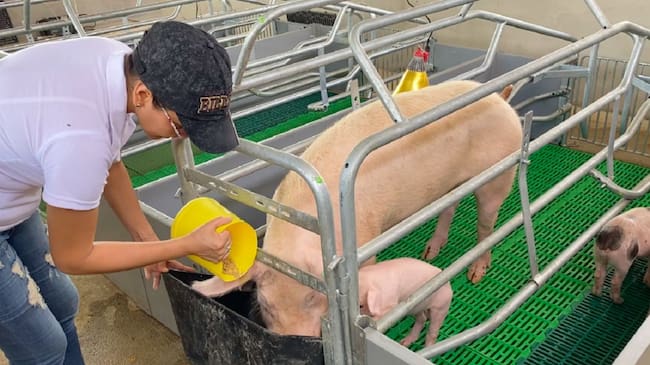 Inseminación de cerdos en El Paujíl, Caquetá
