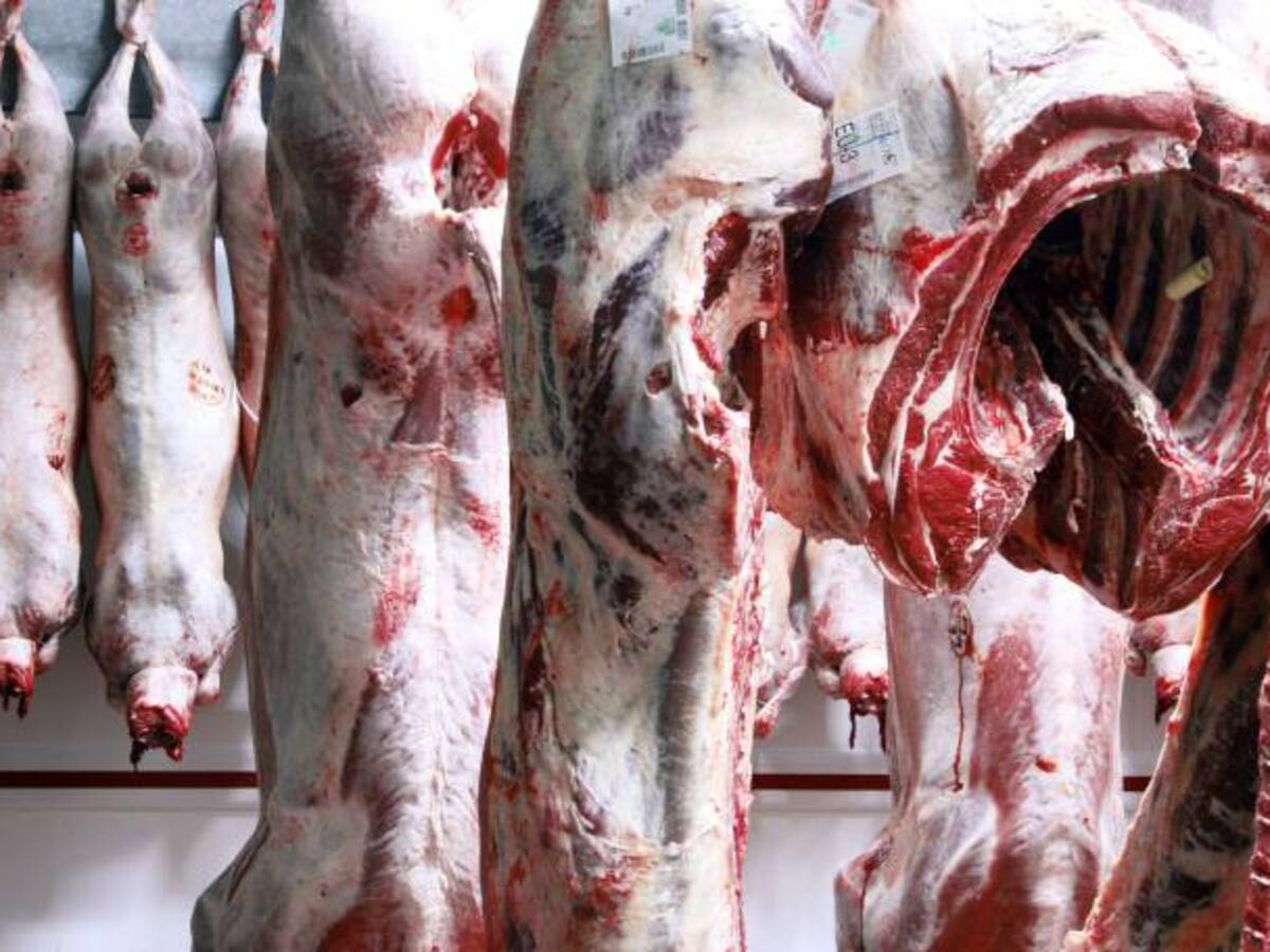 Millonaria inversión de Friogan en modernización de plantas en el país