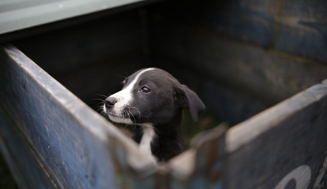 Salud mental: Los animales serían los 'Héroes anónimos de la pandemia"