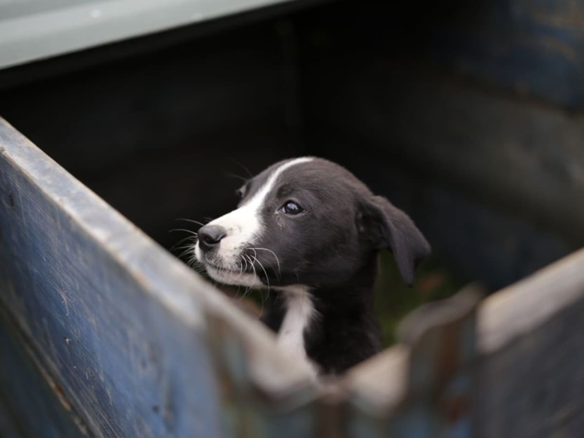Salud mental: Los animales serían los 'Héroes anónimos de la pandemia"