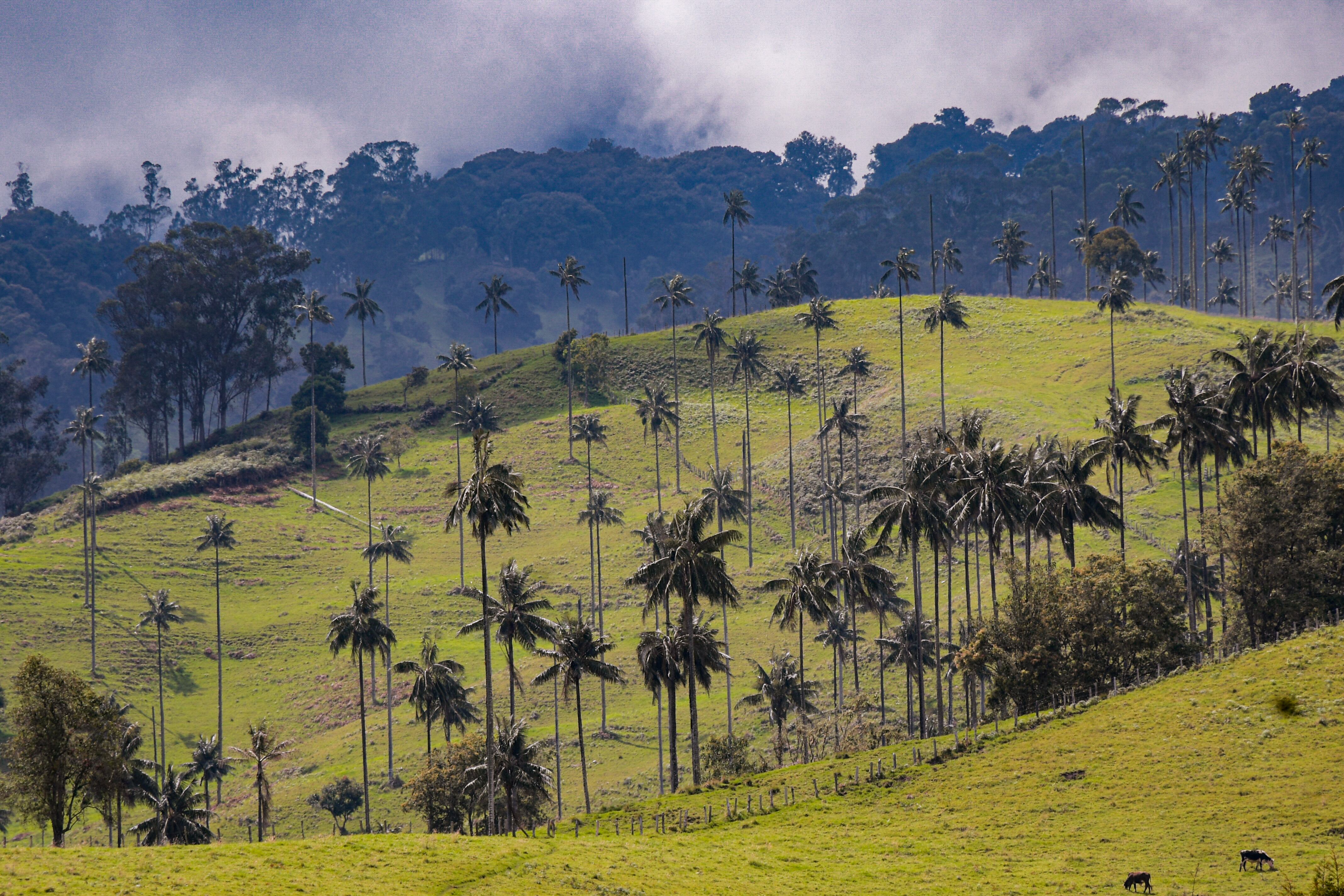 Los seis logros que hacen del Tolima el mejor destino de Colombia