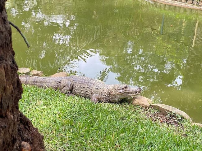 Piden investigar muerte de ‘Panchito’ la babilla de la UIS