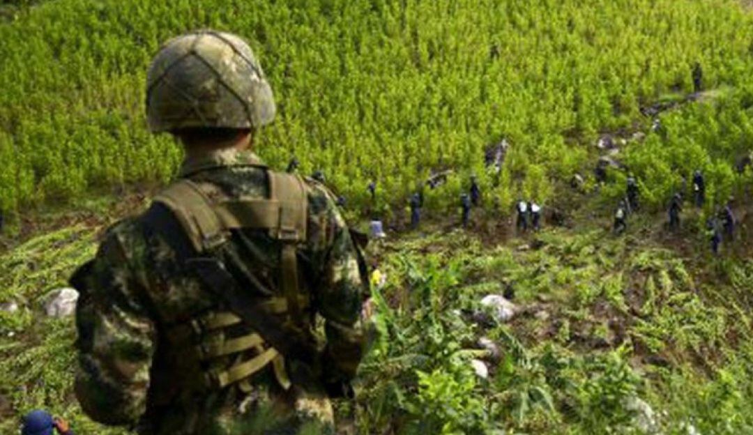 Campesinos y cultivadores de coca piden comisión de verificación