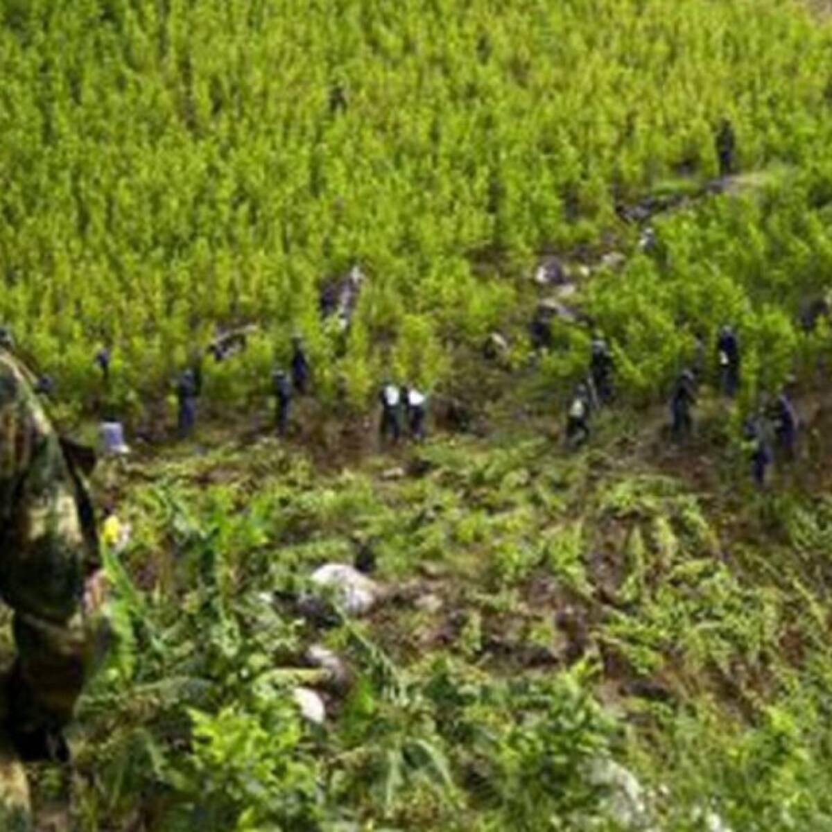 Campesinos y cultivadores de coca piden comisión de verificación