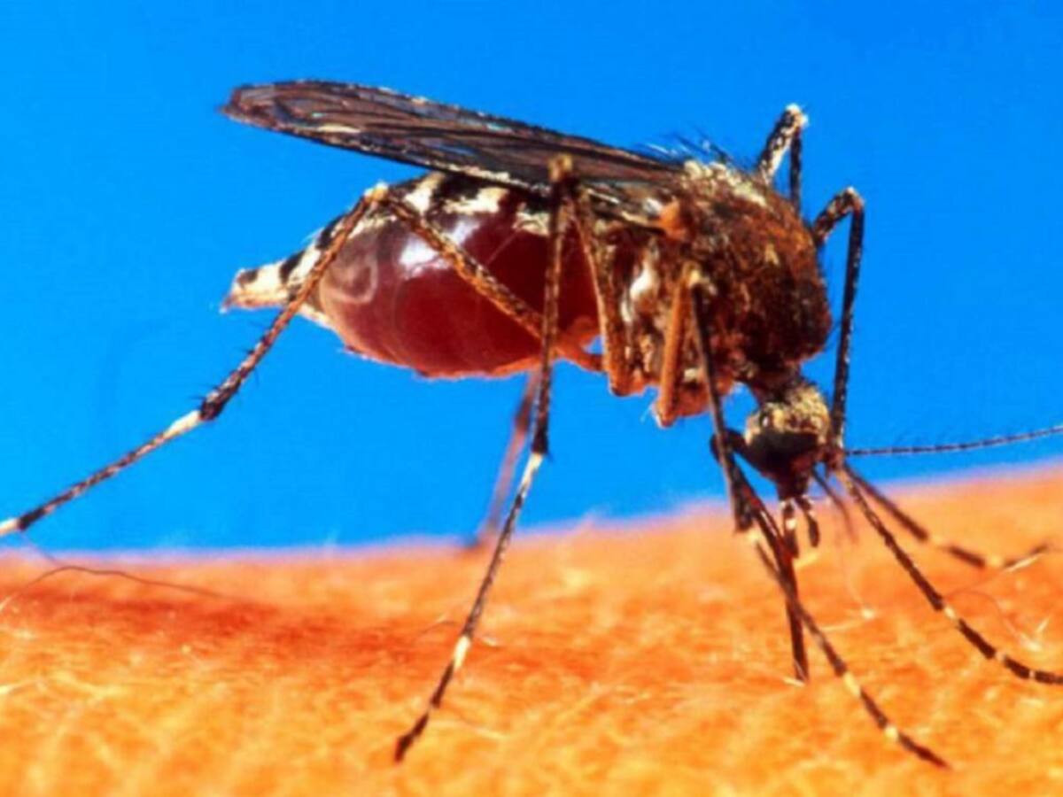 Más de 1.200 casos de dengue en el Atlántico