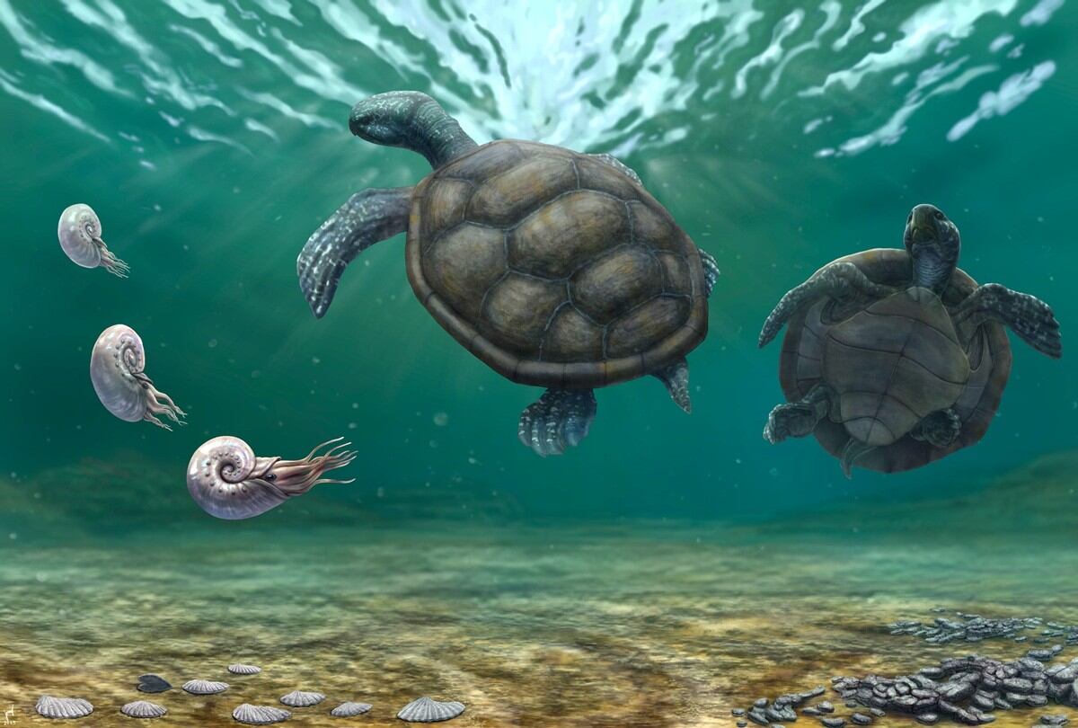 El hallazgo ocurrió luego de confirmar que el fósil de la tortuga, que fue encontrado en 1960 en La Guajira, no pertenece a otros tipos de tortugas registradas.
(Foto:   Cortesía Universidad del Rosario )