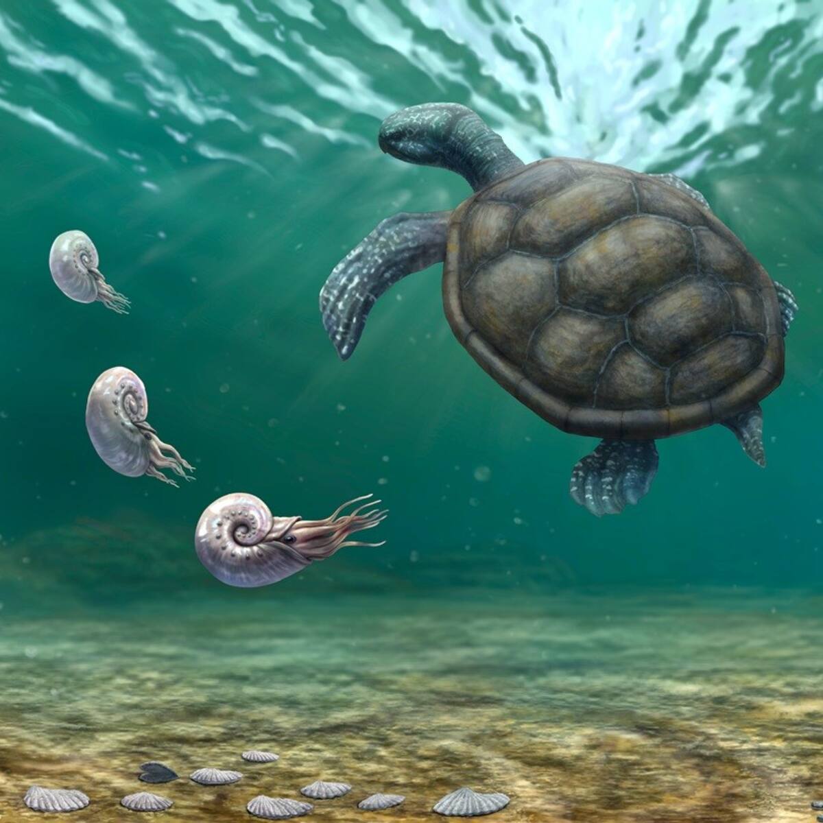 Encuentran nueva especie de tortuga en Colombia