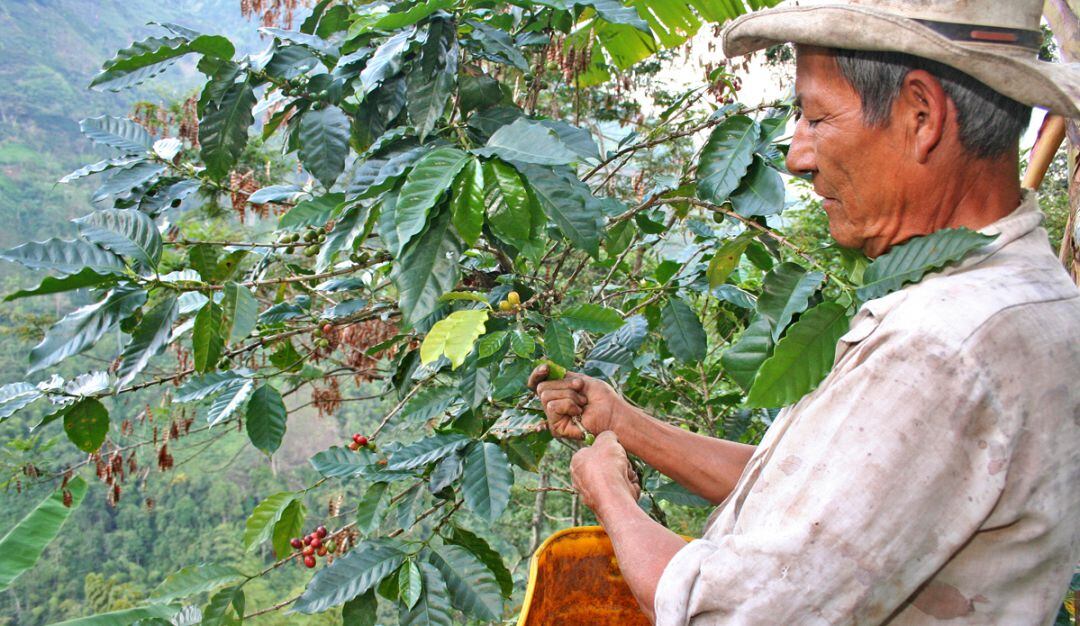 Recolección cafetera