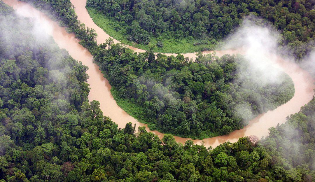 De 2001 a 2020 Colombia perdió 4.66 millones de hectáreas de cobertura arbórea.